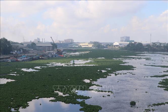 Sông Vàm Cỏ Đông là tuyến đường thủy chính của tỉnh Long An với nhiều phương tiện tàu ghe vận chuyển hàng hóa qua lại hằng ngày nhưng đang bị phủ kín bởi lục bình. Ảnh: Bùi Giang - TTXVN