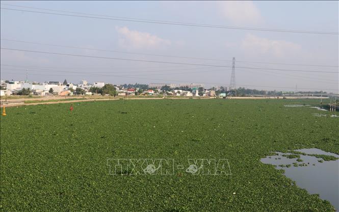 Lục bình phủ dày đặc trên sông Vàm Cỏ Tây đoạn qua thành phố Tân An. Ảnh: Bùi Giang - TTXVN