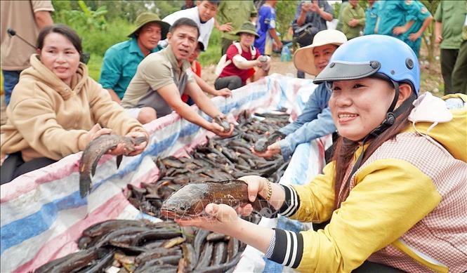 Người dân và du khách thích thú với đặc sản cá đồng được sinh trưởng tự nhiên dưới tán rừng U Minh hạ. Ảnh: Huỳnh Anh - TTXVN