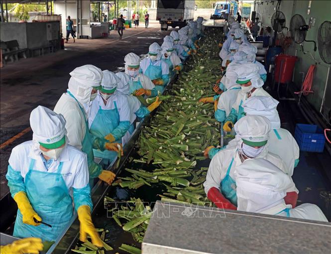 Nhà máy của VietFarm thu hút hơn 400 lao động. Ảnh: Trần Việt - TTXVN