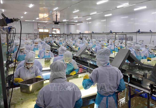 Dây chuyền sản xuất nha đam của VietFarm. Ảnh: Trần Việt - TTXVN