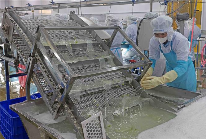Dây chuyền sản xuất nha đam của VietFarm. Ảnh: Trần Việt - TTXVN