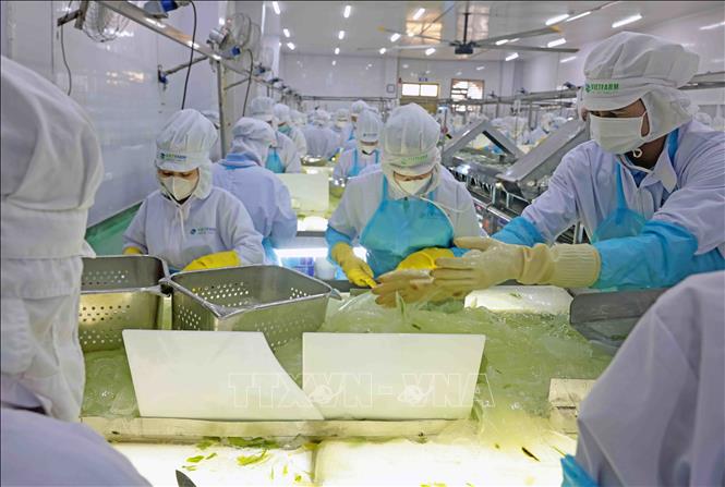 Dây chuyền sản xuất nha đam của VietFarm. Ảnh: Trần Việt - TTXVN