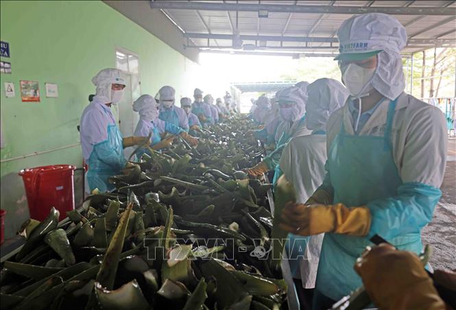 Nhà máy của VietFarm thu hút hơn 400 lao động. Ảnh: Trần Việt - TTXVN