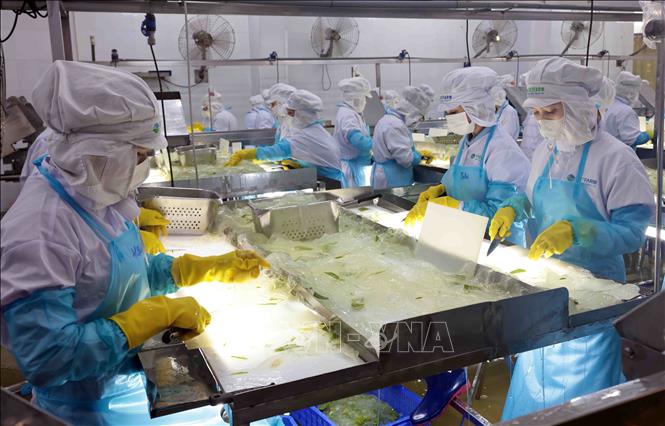 Dây chuyền sản xuất nha đam của VietFarm. Ảnh: Trần Việt - TTXVN