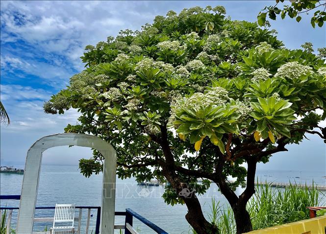 Cây phong ba mùa nở hoa tại đảo Lớn (Cù lao Ré), huyện Lý Sơn. Ảnh: Phạm Cường-TTXVN