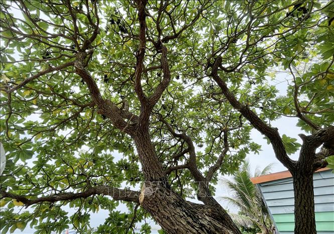 Tán cây phong ba dẻo dai, sừng sững vươn mình trước gió bão thiên tai.Ảnh: Phạm Cường-TTXVN