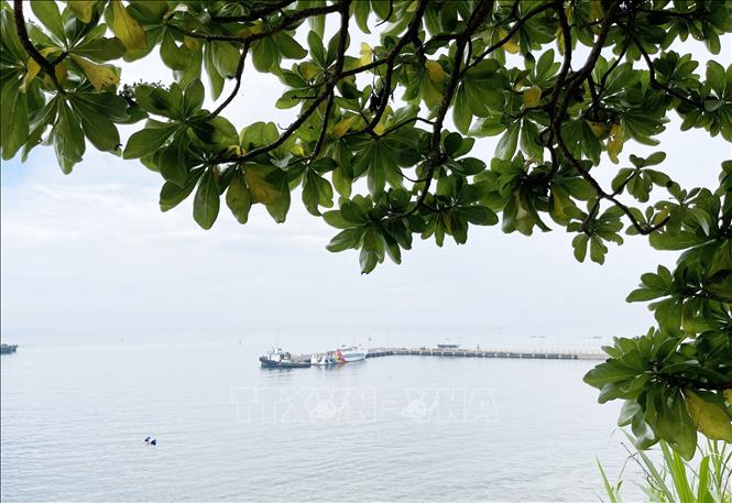 Cây phong ba tạo cảnh quan tô đẹp cho bờ biển đảo Lý Sơn. Ảnh: Phạm Cường-TTXVN