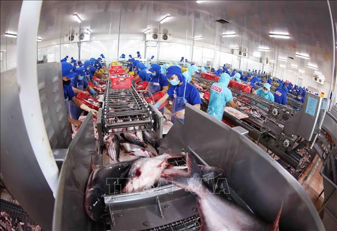 Processing tra fish for export at a factory of the Sao Mai Group in the Mekong Delta province of An Giang. VNA Photo: Vũ Sinh