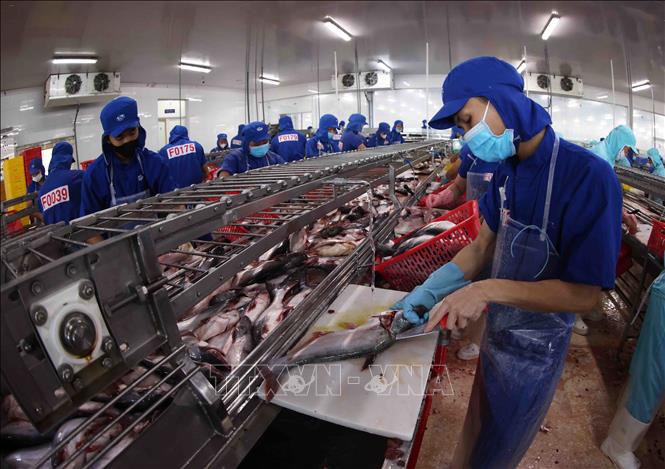 Processing tra fish for export at a factory of the Sao Mai Group in the Mekong Delta province of An Giang. VNA Photo: Vũ Sinh