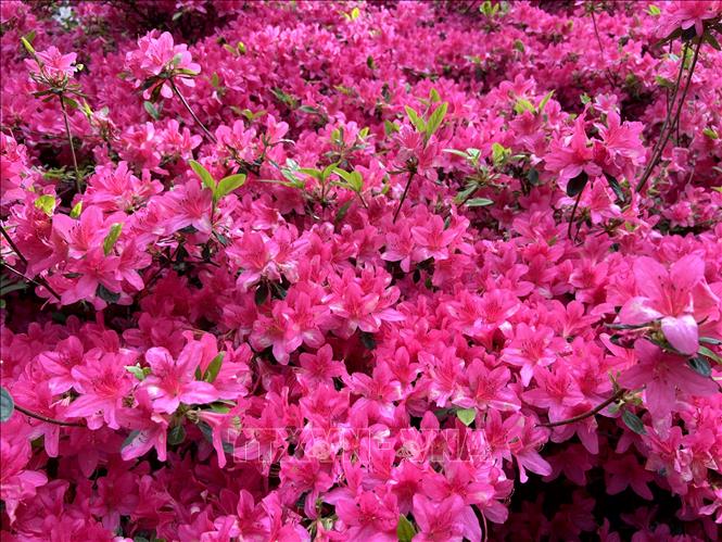 Hoa mẫu đơn hồng trong công viên hoàng gia Richmond ở London (Anh). Ảnh: Phong Hà - PV TTXVN tại Anh