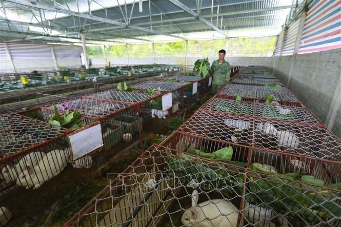 Một mô hình nuôi thỏ giúp người dân Điện Biên tăng thêm thu nhập cho hộ gia đình. Ảnh: Phan Tuấn Anh –  TTXVN