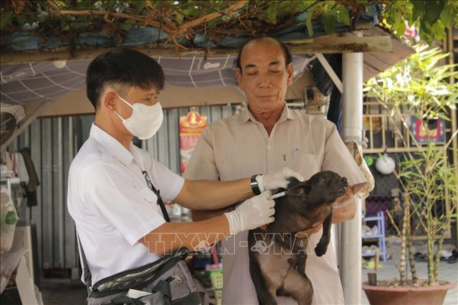 Tiêm vaccine phòng dại cho chó tại thị trấn Long Điền, huyện Long Đất, tỉnh Bà Rịa-Vũng Tàu. Ảnh: Hoàng Nhị - TTXVN. 