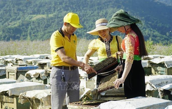 Nhờ lợi thế vùng đồi, diện tích rừng rộng lớn, nghề nuôi ong lấy mật đã trở thành sinh kế bền vững mang lại nguồn thu nhập cao, ổn định cho bà con nông dân xã Sam Mứn, huyện Điện Biên, tỉnh Điện Biên. Ảnh: Xuân Tư -  TTXVN