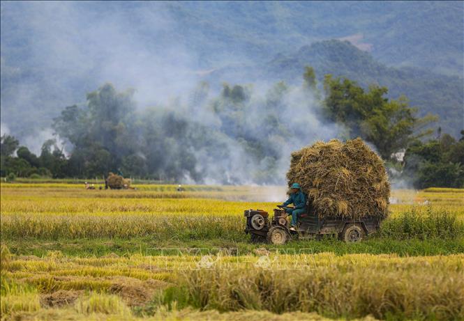 Những chiếc xe tải chở lúa trên cánh đồng Mường Thanh. Ảnh: Xuân Tư – TTXVN