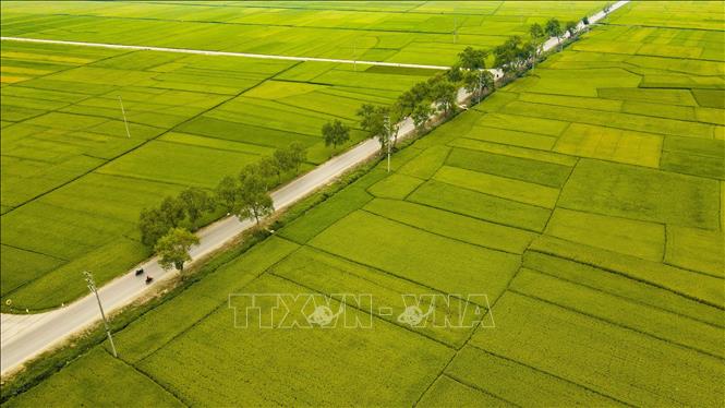 Quốc lộ 279 chạy giữa cánh đồng Mường Thanh, cánh đồng lớn nhất Tây Bắc. Ảnh: Xuân Tư – TTXVN