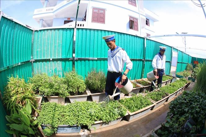 Chiến sĩ đảo Đá Lớn C, huyện đảo Trường Sa (Khánh Hòa) chăm sóc vườn rau xanh trên đảo. Ảnh: Ngọc Hà - TTXVN