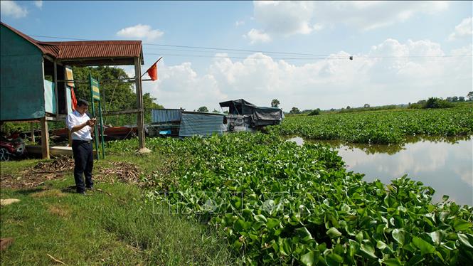 Lục bình còn xuất hiện tại đoạn cua sông thuộc khu vực xã Phước Vinh, huyện Châu Thành. Ảnh: Giang Phương - TTXVN