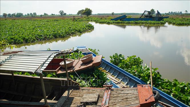 Một phần mặt sông Vàm Cỏ Đông đã được xử lý thông thoáng lục bình. Ảnh: Giang Phương - TTXVN