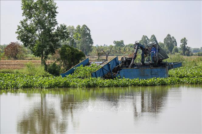 Đơn vị xử lý lục bình tích cực điều động phương tiện xử lý lục bình trên đoạn sông Vàm Cỏ Đông qua huyện Châu Thành. Ảnh: Giang Phương - TTXVN