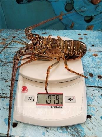 Tốc độ tăng trưởng trung bình của loại tôm hùm này là 120 gram/tháng. Ảnh: TTXVN phát