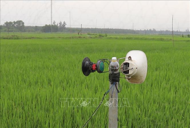 Hệ thống loa phóng thanh phát âm thanh giả tiếng kêu của các loại chim xuất hiện trên những cánh đồng để phục vụ cho việc bẫy bắt các loại chim. Ảnh: Văn Tý - TTXVN 