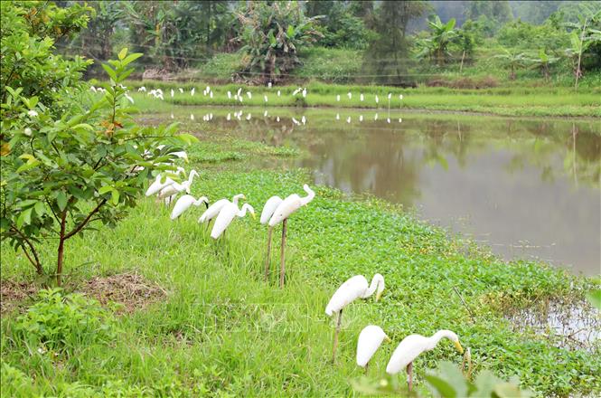 Vô số cò giả được làm bằng xốp cùng lưới bẫy chim cắm đầy quanh ao của một hộ dân trên địa bàn ven biển huyện Diễn Châu. Ảnh: Văn Tý - TTXVN 