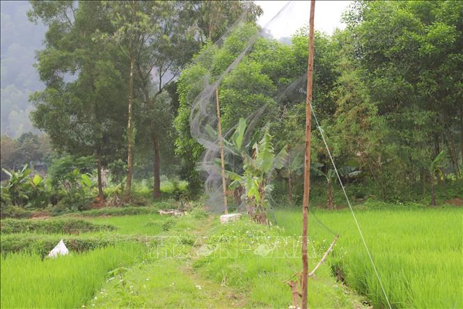 Lưới bẫy được giăng mắc trên các cánh đồng để bẫy chim di cư, hoang dã. Ảnh: Văn Tý - TTXVN 