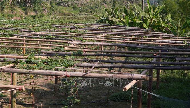 Có những giàn bí đến thời điểm này còn rất rộng chỗ leo. Ảnh: Nguyễn Công Hải - TTXVN