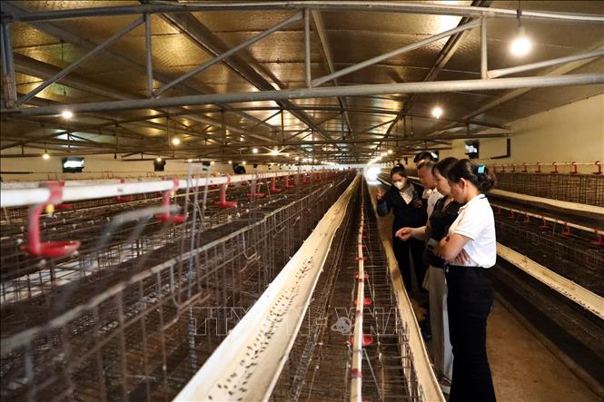 Các nhà khoa học, nhà quản lý và đại diện hộ chăn nuôi tham quan mô hình chuồng nuôi gà phòng dịch bệnh tại huyện Cao Lộc, tỉnh Lạng Sơn. Ảnh: Văn Đạt - TTXVN