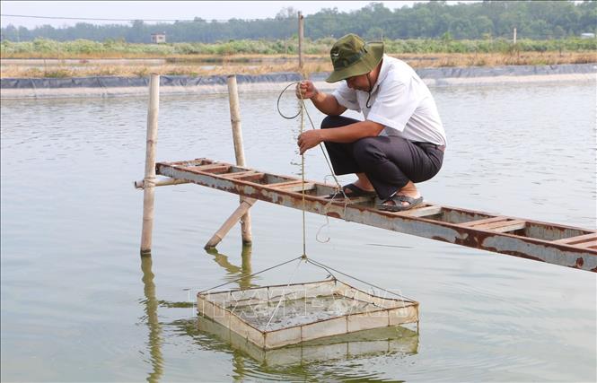 Ngành chức năng Sóc Trăng kiểm tra tôm thả nuôi để phòng chống dịch bệnh. Ảnh: Tuấn Phi - TTXVN 