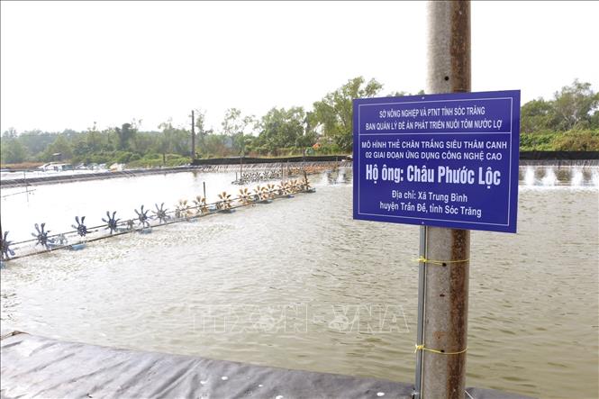 Mô hình nuôi tôm ứng dụng công nghệ cao hộ ông Châu Phước Lộc, xã Trung Bình, huyện Trần Đề, giúp phòng tránh bệnh hiệu quả, giảm chi phí cho hộ nuôi. Ảnh: Tuấn Phi - TTXVN 