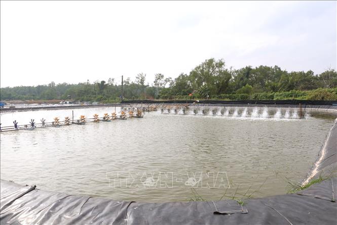 Diện tích nuôi tôm nước lợ ở Sóc Trăng. Ảnh: Tuấn Phi - TTXVN