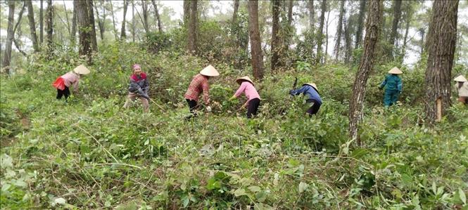 Tuyên truyền, hướng dẫn người dân địa phương phát dọn thực bì và ký cam kết không vi phạm luật Bảo vệ rừng. Ảnh: Hoa Mai - TTXVN
