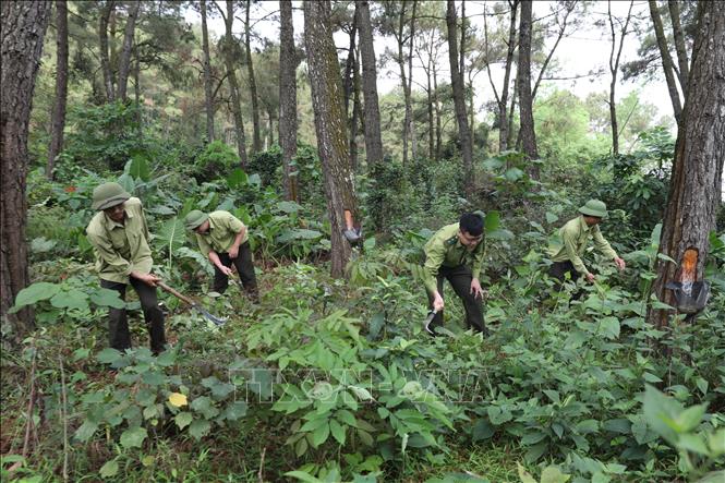 Lực lượng Kiểm lâm huyện Thạch Thành sẵn sàng lực lượng, phương tiện, trang thiết bị tham gia chữa cháy rừng theo Phương án tác chiến chữa cháy rừng theo phương châm 4 tại chỗ. Ảnh: Hoa Mai - TTXVN