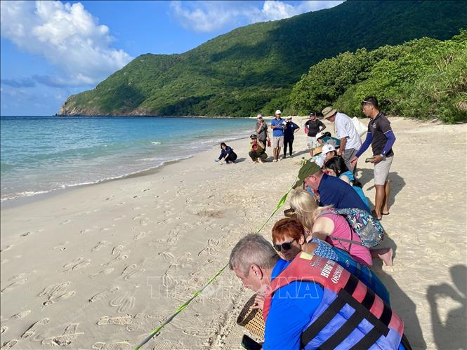 Du khách tham gia tour thả rùa con về môi trường biển tự nhiên tại Hòn Bảy Cạnh, Vườn Quốc gia Côn Đảo. Ảnh: TTXVN phát