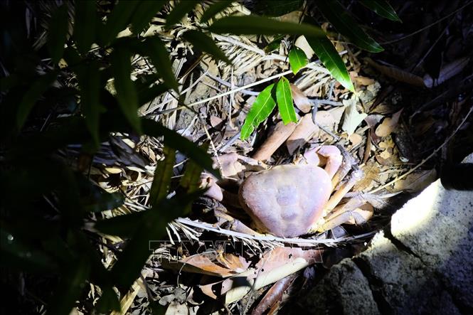 Cua xe tăng có tên khoa học Cardisoma canifex, thuộc họ Cua cạn-Geocarcinidae đượcuu tìm thấy nhiều ở Hòn Bảy Cạnh, Vườn Quốc gia Côn Đảo. Ảnh: TTXVN phát