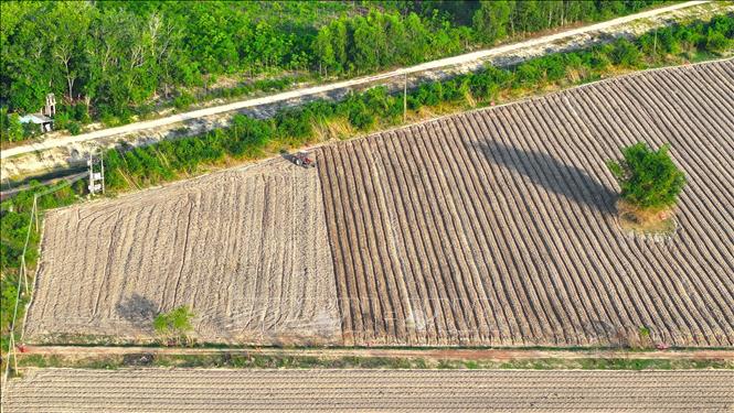 Nông dân trên địa bàn huyện Tân Châu, thực hiện cày lên luống để chuẩn bị cho vụ sắn mới. Ảnh: Minh Phú – TTXVN