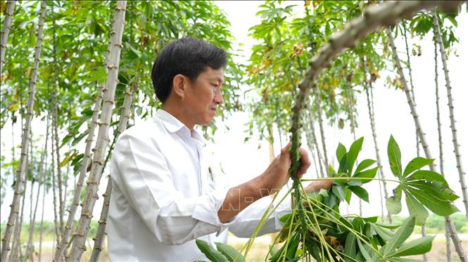 Ông Lý Văn Trí, người trồng sắn diện tích lớn tại ấp Thạnh An, huyện Châu Thành, tỉnh Tây Ninh kiểm tra tình trạng khảm lá trên cây sắn trồng thử nghiệm. Ảnh: Minh Phú - TTXVN