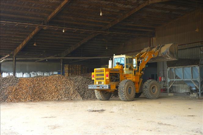 Củ sắn tươi sau khi thu hoạch sẽ được các nhà máy xử lý để đưa vào sản xuất  tinh bột. Ảnh: Minh Phú - TTXVN