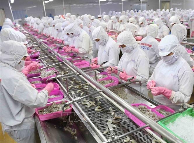 Việt Nam xuất khẩu hàng thủy sản sang Nga. Trong ảnh: Dây chuyền chế biến sản phẩm tôm xuất khẩu tại nhà máy của Tập đoàn Thủy sản Minh Phú tỉnh Cà Mau. Ảnh: Vũ Sinh - TTXVN