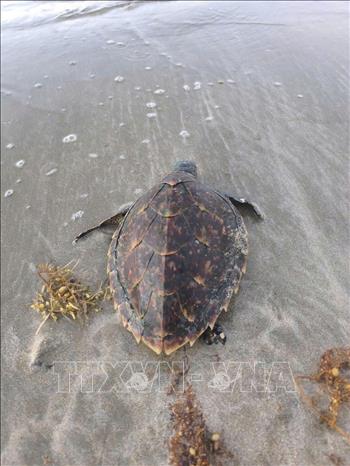 The hawksbill turtle is released into the sea on May 7. VNA/Photo by courtesy