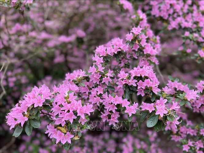Những ngày đầu tháng 5, rất đông du khách đến vườn Isabella trong công viên hoàng gia Richmond ở London (Anh) để chiêm ngưỡng hoa đỗ quyên nở rực rỡ. Khu vườn với hàng chục loài đỗ quyên đủ màu khoe sắc, tạo nên bức tranh mùa xuân cuốn hút. Ảnh: Minh Hợp - PV TTXVN tại Anh