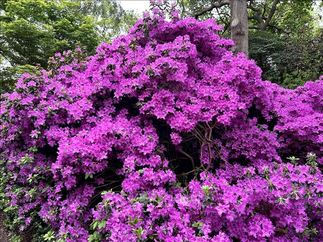 Những ngày đầu tháng 5, rất đông du khách đến vườn Isabella trong công viên hoàng gia Richmond ở London (Anh) để chiêm ngưỡng hoa đỗ quyên nở rực rỡ. Khu vườn với hàng chục loài đỗ quyên đủ màu khoe sắc, tạo nên bức tranh mùa xuân cuốn hút. Ảnh: Minh Hợp - PV TTXVN tại Anh