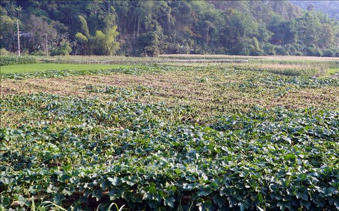 Một vườn bí xanh thơm tại thôn Pác Nghè, xã Địa Linh bị héo chết lan rộng. Ảnh: Nguyễn Công Hải – TTXVN