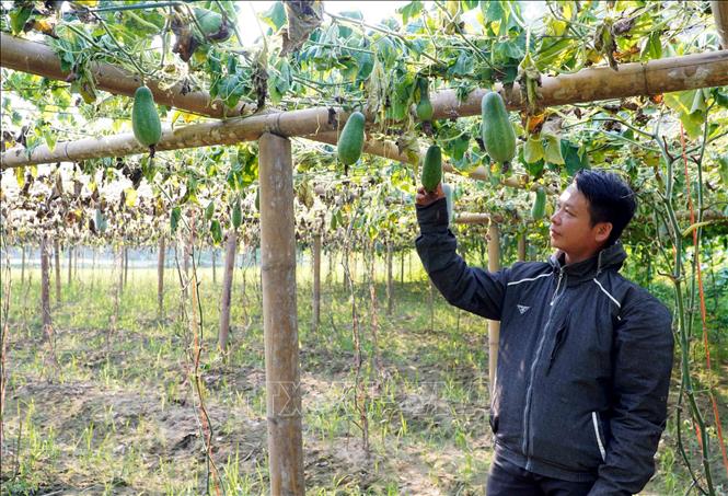 Với 2.600m2 bí xanh thơm được trồng, anh Vi Văn Toại ở thôn Pác Nghè (xã Địa Linh) xác định vụ bí này của gia đình anh gần như mất trắng. Ảnh: Nguyễn Công Hải – TTXVN