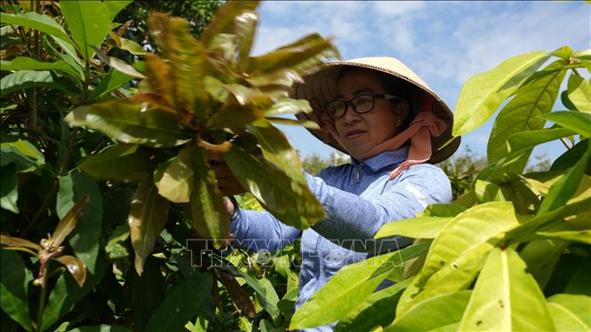 Chị Lê Thị Thanh Thúy chủ cơ sở bánh tráng phơi sương, rau rừng Thanh Thúy (phường Gia Lộc, thị xã Trảng Bàng) thu hoạch rau rừng để cung cấp cho thương lái. Ảnh: Minh Phú - TTXVN