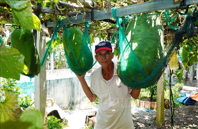 Ông Lê Bá Biên ở thôn Chánh Trạch 2, xã Mỹ Thọ, huyện Phù Mỹ kiểm tra vườn bí trước khi xuất bán. Ảnh: Lê Phước Ngọc - TTXVN