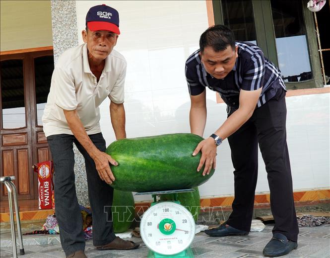Trung bình mỗi quả bí đao có trọng lượng bình quân 30kg, cá biệt có quả nặng hơn 50kg. Ảnh: Lê Phước Ngọc - TTXVN