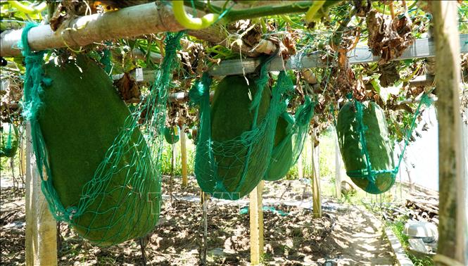 Do sức nặng của bí, người trồng phải dùng lưới neo bí trên giàn. Ảnh: Lê Phước Ngọc - TTXVN